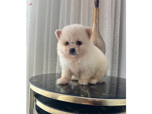 Orıjınal boo yavrumuz kalın patili ayıcık