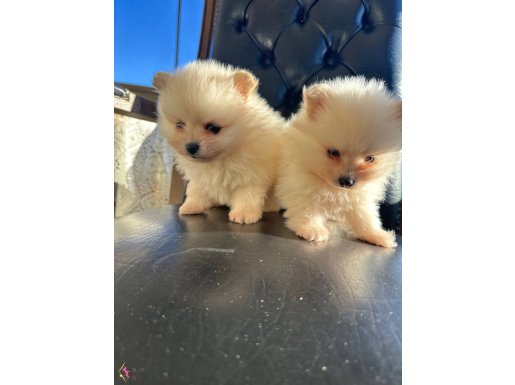 Orıjınal pomeranıan boo yabrularımız