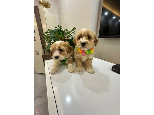 Harıka Mını maltıpo