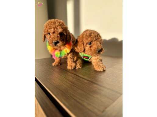 Ortamın Yıldızı Kızıl Kore Toy Poodle Yavruları