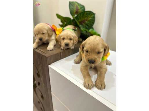 Bebek yüz golden retriever yavruları ile neşeli bir başlangıç
