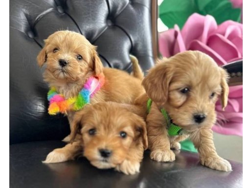 Minyatür Boyutlu Maltipoo Bebekler