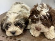 Mükemmel kalitede Shıtcu 