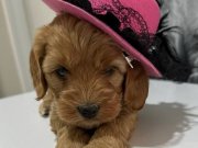 Red Maltıpo bebekler