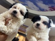 Panda surat Maltese terrıyer bebekler