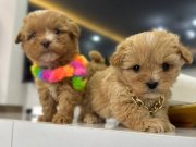 Mını korekan maltıpo