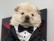 Show kalıte çın aslanı yavrularımız