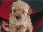 Mını toy poodlye