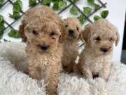 Minı aprıkot poodlye yavrularımız
