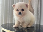 Orıjınal boo yavrumuz kalın patili ayıcık