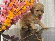 Kore Kan Hattı Sürpriz Karakterli Toy Poodle Yavrusu