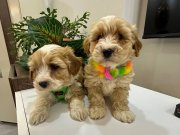 Harıka Mını maltıpo