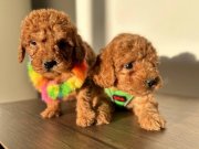 Ortamın Yıldızı Kızıl Kore Toy Poodle Yavruları