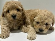 Mini Maltipoo Yavrular