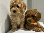 Mini Poodle Yeni Yuvalarını Arıyor