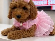 Tüy Dökmeyen Poodle 