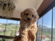 Mini Toy Poodle 