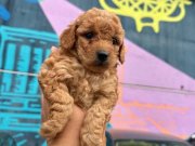 ToyPoodle Yavrularımız