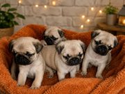 Pug mops
