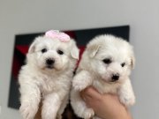 0 Numara Maltese yavrular