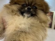 Pomeranıan boo