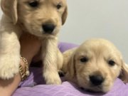 Bebek yüzlü Golden Retriever yavruları