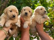 Çok kaliteli bebek yüz Golden Retriever yavruları