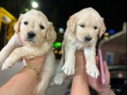 Bebek yüzlü Golden Retriever yavruları