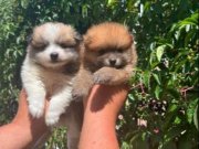 Mini mini pomeryan yavruları