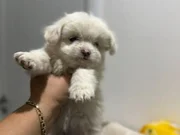 Sevimli çok oyuncu Maltese Terrier yavruları