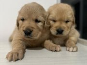 Bebek yüzlü Golden Retriever yavruları