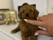 Minyatür toy poodle yavruları
