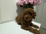 Orijinal Mini toy podgle yavruları