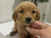Safkan Golden Retriever bebekler