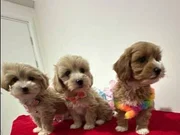 Safkan Mini malhipo yavruları