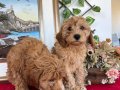 Toy poodlye