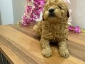 Mını toy poodlye