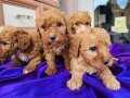 Mini toy poodlye