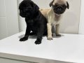 Pug mops