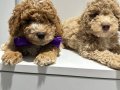 Toy poodlye bwbwklee
