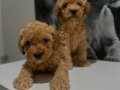 Toy poodlye