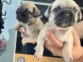 Orıjınal pug Mops 