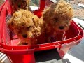 Koyu red toy poodlye yavrularımız