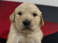 Beby Face golden retrıver