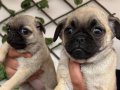 Pug mops