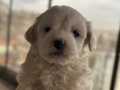 Maltese bebekler