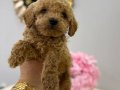 Minı toy poodlye 