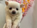 canşeker yumaklar Pomeranıan Shpıtc