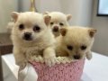 canşeker yumaklar Pomeranıan Shpıtc