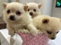canşeker yumaklar Pomeranıan Shpıtc